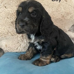 Cocker Spaniel ( Show type)/Cocker Spaniel/Female/Sex: Mixed Litter,Our family pet Bonnie has had a litter of stunning show cocker spaniel puppies. Bonnie is kennel club registered and from champion lines. She has a loving temperament with adults, kids and other dogs. Puppies are been raised in family home.