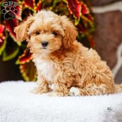Darlene/Maltipoo									Puppy/Female	/June 15th, 2026,This sweet, cuddly and extremely loveable puppy is ready to bring love and happiness to your home! Call to schedule a visit or reserve yours today.