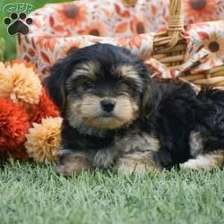 Sage/Morkie / Yorktese									Puppy/Female	/June 20th, 2026,Hello and Welcome to Gold Star Cavaliers!! Although Cavaliers are our specialty, we have an exciting litter of 2 Morkie girls!! They are just adorable! Both girls are 1st generation Morkie; Mother is a Yorkie and Father is a Maltese. These pups are well socialized around family and children; fully vet checked with all paperwork provided along with a 30 day health guarantee and small bag of puppy food and info packet to take along home! Dont miss out these pups cant wait to meet you!