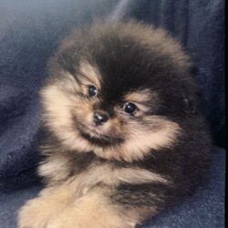 Pomeranian Puppies  /Pomeranian/Female/Sex: Mixed Litter,Meet the gorgeous Pomeranian puppies! There is 3 beautiful boys, mom is a black little Russian lady and dad is a pure White Russian boy. They are raised around small children and are such a delight, very loving and just an absolute dream to have. They are all trained with puppy pads and have been microchipped, warmed and flea treated also have had first injections. They are now looking for there forever home and would make a tremendous addition to your family, such cute fluffy little bundles of joy. Feel free too message me I am available day and night. Ready too leave 