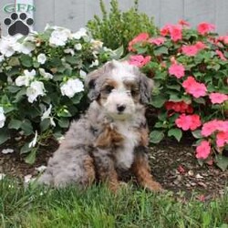 Harmony/Mini Bernedoodle									Puppy/Female	/10 Weeks,Meet this charming multigeneration Miniature Bernedoodle who is started on potty training! They are already mostly going potty outside, think of the time you will save getting a puppy who has potty training as a part of their socialization program! Additionally each puppy comes up to date on shots and dewormer and is vet checked. Please call for more details on how you can add one of our beautiful puppies to your home! 