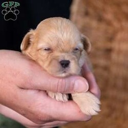 Storm/Teddy Bear									Puppy/Male	/9 Weeks,Meet Storm, a precious little bundle of warmth ready to light up your life! If you are looking for an adorable 