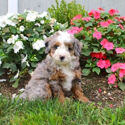 Harmony/Mini Bernedoodle									Puppy/Female	/10 Weeks