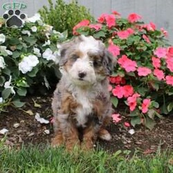 Harmony/Mini Bernedoodle									Puppy/Female	/10 Weeks,Meet this charming multigeneration Miniature Bernedoodle who is started on potty training! They are already mostly going potty outside, think of the time you will save getting a puppy who has potty training as a part of their socialization program! Additionally each puppy comes up to date on shots and dewormer and is vet checked. Please call for more details on how you can add one of our beautiful puppies to your home! 