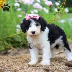 Grace/Sheepadoodle									Puppy/Female	/7 Weeks,Meet Grace, a very cute Sheepadoodle girl with an adorable face, a soft, fluffy coat, and a sweet personality that is sure to steal your heart! Grace is a happy and playful little girl who loves getting attention, playing with the people around her, and exploring her surroundings. She also enjoys plenty of cuddles and affection and is sure to grow into a wonderful, loving companion for her forever family. With her charming looks, gentle nature, and fun-loving personality, Grace is sure to bring lots of smiles, puppy kisses, and wonderful memories to her new home!