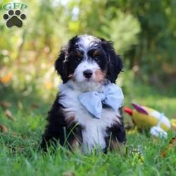 Slinky/Mini Bernedoodle									Puppy/Male	/8 Weeks,Hi, my name is Slinky! I’m an adorable F1 Mini Bernedoodle with a sweet personality, a playful spirit, and so much love to give! I’m the kind of puppy who loves being around people and making every day a little more fun. Whether I’m happily exploring my surroundings, bouncing around during playtime, or curling up for some cozy cuddles, I’m always ready to be part of the action!