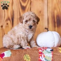 Cece/Mini Goldendoodle									Puppy/Female	/July 19th, 2026,Say hello to these adorable Mini Goldendoodle puppies! They are well socialized, friendly and oh so cute! They are vet checked and they are up to date with their shots and dewormer. You don’t want to miss out on these darlings! Call now!