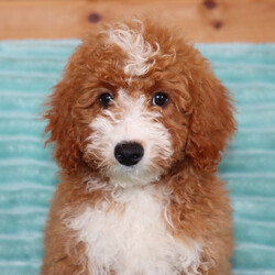 Robby/Goldendoodle/Female/
