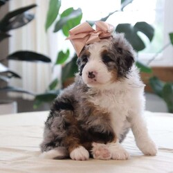 Quincy/Mini Bernedoodle									Puppy/Female	/July 27th, 2026,Are you looking to add joy to your life with a curly haired and playful friend? Then our f1 mini bernedoodle Quincy might be the puppy for you. We like Quincy because of her bright eyes, her beautiful merle coat, and her friendly personality. Her dad, Tundra, is a mini poodle weighing 15 pounds. Her mom, Oakley,  is our Bernese Mountain Dog and weighs 90 pounds. Her expected full grown weight is 25-50 pounds. Quincy will have been to the vet to ensure that she is in good health, has had her dew claws removed, is up to date on vaccinations and dewormer, and is microchipped. To take along to her new home, she comes with a collar and a small bag of her current puppy food to make her transition easier. She also comes with a one year health guarantee. She will be ready for her new home on September 21. We accept non refundable deposits through PayPal. We are happy to answer any questions concerning our puppies by call or text. We prefer call / texts instead of email if possible. Thank you! Andrew and Savannah King