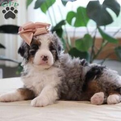 Quincy/Mini Bernedoodle									Puppy/Female	/July 27th, 2026,Are you looking to add joy to your life with a curly haired and playful friend? Then our f1 mini bernedoodle Quincy might be the puppy for you. We like Quincy because of her bright eyes, her beautiful merle coat, and her friendly personality. Her dad, Tundra, is a mini poodle weighing 15 pounds. Her mom, Oakley,  is our Bernese Mountain Dog and weighs 90 pounds. Her expected full grown weight is 25-50 pounds. Quincy will have been to the vet to ensure that she is in good health, has had her dew claws removed, is up to date on vaccinations and dewormer, and is microchipped. To take along to her new home, she comes with a collar and a small bag of her current puppy food to make her transition easier. She also comes with a one year health guarantee. She will be ready for her new home on September 21. We accept non refundable deposits through PayPal. We are happy to answer any questions concerning our puppies by call or text. We prefer call / texts instead of email if possible. Thank you! Andrew and Savannah King