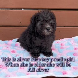 Ready to go now toy poodles //Female/NaN,Toys poodles 4 girlsand 2 boys ready to go to there new loving homes the tea cup toy poodle and the silver face poodle are priced  on request puppies can be seen with mum and dad and granmother they are the small toy poodles there very loving they are microchip flea and wormed up to date come with blanket lead collar food and puppy toilet training mats they nearly there with there toilet trained 