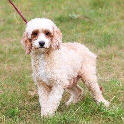 Nash/Cavapoo									Puppy/Male	/12 Weeks,Hi, my name is Nash! I am an adorable F1B Cavapoo puppy who was born on June 29, 2026. I am a sweet, happy little guy with a loving personality and a wonderful temperament. I have been well socialized and absolutely love being around people. Whether I’m getting attention, playing with my toys, exploring my surroundings, or simply relaxing with my favorite people, I’m happiest when I’m part of the action!