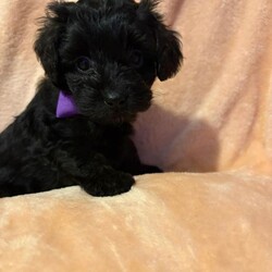  Gorgeous F1B Shihpoo Puppies Looking for Their Forever Homes /Shihpoo/Female/Sex: Mixed Litter,Our much-loved family dog Hershey has welcomed her second and final litter of 5 beautiful F1B Shihpoo puppies — 2 girls and 3 boys. 