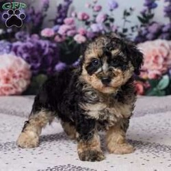 Regan/Miniature Poodle									Puppy/Male	/8 Weeks,Meet Regan, an adorable Mini Poodle puppy with a sweet personality and plenty of charm! Regan has been vet checked and is up to date on all her shots and vaccines. Her mom, Patches, weighs 12 lbs., and her dad, All Star, weighs 14 lbs. Regan is healthy, happy, and ready to find her loving new home!