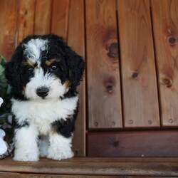 marshall/Mini Bernedoodle									Puppy/Male	/8 Weeks