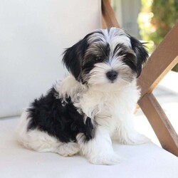 Maverick/Yorkie									Puppy/Male	/July 9th, 2026,Maverick  is one of five in his litter, his approximate adult weight is 4 to 5 pounds
