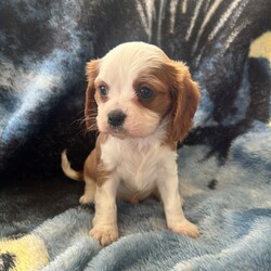 Adopt a dog:Adorable King Charles pups/Cavalier King Charles Spaniel/Female/Sex: Male,Our beautiful girl has had her first litter of adorable pups !! They are both boys and bleinham in colour . We are now looking to find their new families for when they are ready to leave . Mum has done an amazing job with them and we have all her her check papers to show . Dad is also a bleinham King Charles spaniel . We will have both pups microchipped before they leave and they will also be up to date with flea and worm treatment . They will also be fully weaned on to biscuits and introduced to the use of puppy pads . They will leave with a puppy pack including a blanket with mums scent to help them settle . They are very loving calm pups and love a cuddle and a play with their toys ! Coming from a family home so very familiar with household noises and kids . Please message with any further interest .