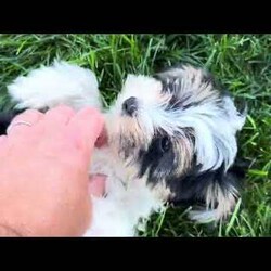 Cooper/Yorkie									Puppy/Male	/July 8th, 2026,Cooper is one of four in his litter, her approximate adult weight is 4 to 5 pounds.