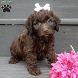Molly/Cockapoo									Puppy/Female	/8 Weeks,Prepare to fall in LOVE!! My name is Molly and I would love to come home with you! I am sure with one look into my warm, sweet eyes and I’ll be sure I will have captured your heart already! I am very happy, playful and very kid friendly! I stand out above the rest with my beautiful chocolate coat and my sweet teddy bear face! Full of personality and always ready to give amazing puppy kisses, I would love to fill your home with all of my puppy love! I have been vet checked and I am up to date on vaccinations and dewormings and I will also come with a 1-year guarantee with the option of extending it to a 3-year guarantee. Shipping is available anywhere in the USA! My mother is Dixie, a sweet, loving 25# Cocker Spaniel, and my father is Cooper, our adorable 10# AKC genetic clear mini poodle! That makes me an F1 cockapoo and I will grow to approx. 13-18# and I will be hypoallergenic and nonshedding!! Why wait when you know I am meant to be yours? Call or text Martha to make me the newest addition to your family and get ready to spend a lifetime of tail wagging fun! (7% sales tax on in home pickups)