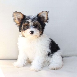 Charlie/Yorkie									Puppy/Male	/July 8th, 2026,Charlie is one of four and his litter, his approximate adult weight is 4 to 5 pounds. 