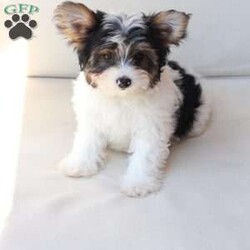 Charlie/Yorkie									Puppy/Male	/July 8th, 2026,Charlie is one of four and his litter, his approximate adult weight is 4 to 5 pounds. 