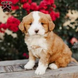 Rose/Mini Bernedoodle									Puppy/Female	/8 Weeks,Meet Rose! She is a beautiful, loving and darling Mini Bernedoodle. Rose is family raised with lots of love and well socialized with children. She will be vet checked and up to date with her vaccines. The mother’s name is Marcie, she is a Standard Bernedoodle. The father’s name is Taco, he is a Mini Bernedoodle that weighs 40lbs. Rose will make a playful family pet and loyal companion. Call us today to adopt her!