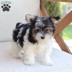 Cooper/Yorkie									Puppy/Male	/July 8th, 2026,Cooper is one of four in his litter, her approximate adult weight is 4 to 5 pounds.