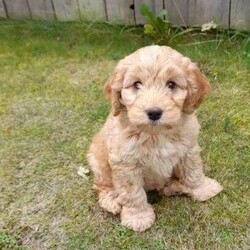 Adopt a dog:Beautiful F1 Minature Cockapoo Puppies/Cockapoo/Female/Sex: Mixed Litter,Apricote F1 Minature Cockapoo puppies ready now to loving home