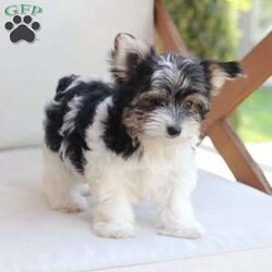 Cooper/Yorkie									Puppy/Male	/July 8th, 2026,Cooper is one of four in his litter, her approximate adult weight is 4 to 5 pounds.