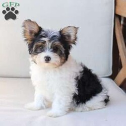 Charlie/Yorkie									Puppy/Male	/July 8th, 2026,Charlie is one of four and his litter, his approximate adult weight is 4 to 5 pounds. 