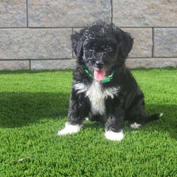 Marci/Sheltidoodle									Puppy/Female	/July 22nd, 2026