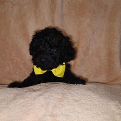  Gorgeous F1B Shihpoo Puppies Looking for Their Forever Homes /Shihpoo/Female/Sex: Mixed Litter,Our much-loved family dog Hershey has welcomed her second and final litter of 5 beautiful F1B Shihpoo puppies — 2 girls and 3 boys. 