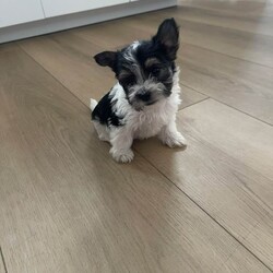 Adopt a dog:Terrier puppies /Biewer Terrier/Female/Sex: Mixed Litter,Lively puppies girls and boys very sociable and friendly with cute little character