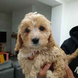 Adopt a dog:Toy cockapoos/Cockapoo/Female/Sex: Mixed Litter,We have 4 beautiful Toy Cockapoo puppies looking for their forever home