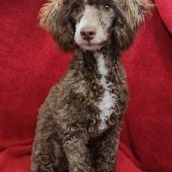 Molly/Cockapoo									Puppy/Female	/8 Weeks,Prepare to fall in LOVE!! My name is Molly and I would love to come home with you! I am sure with one look into my warm, sweet eyes and I’ll be sure I will have captured your heart already! I am very happy, playful and very kid friendly! I stand out above the rest with my beautiful chocolate coat and my sweet teddy bear face! Full of personality and always ready to give amazing puppy kisses, I would love to fill your home with all of my puppy love! I have been vet checked and I am up to date on vaccinations and dewormings and I will also come with a 1-year guarantee with the option of extending it to a 3-year guarantee. Shipping is available anywhere in the USA! My mother is Dixie, a sweet, loving 25# Cocker Spaniel, and my father is Cooper, our adorable 10# AKC genetic clear mini poodle! That makes me an F1 cockapoo and I will grow to approx. 13-18# and I will be hypoallergenic and nonshedding!! Why wait when you know I am meant to be yours? Call or text Martha to make me the newest addition to your family and get ready to spend a lifetime of tail wagging fun! (7% sales tax on in home pickups)