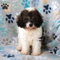 Cuddles/Cavapoo									Puppy/Male	/13 Weeks,Meet Cuddles! The adorable Cavapoo pup born July 7th, 2026 to his sweet parents, Swiss Miss (Mini Poodle), and Bentley (Cavapoo). This little one is growing up surrounded by our family and children, giving him plenty of everyday love, attention, and interaction. He is friendly, well socialized, very sweet, and playful. Cuddles has been vet checked and is up to date on shots and dewormer. He will come with a 30 day health guarantee and is ready to meet his new forever family! 