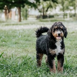 Sadie/Mini Bernedoodle									Puppy/Female	/July 25th, 2026,Meet our cuddly little mini bernedoodles who will steal your heart with their adorable curls and sweetness! 