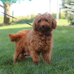 Igor/Mini Goldendoodle									Puppy/Male	/7 Weeks,Hi, I’m Igor! I’m a very cute Mini Goldendoodle puppy with an adorable face, a soft, fluffy coat, and a sweet personality. I’m playful, affectionate, and curious, and I love spending my days exploring, playing with toys, and getting lots of attention. I have a happy and loving nature, and I enjoy being around people and making new friends. With my charming personality and irresistible looks, I’m sure to bring lots of love, fun, and happiness to my forever family!
