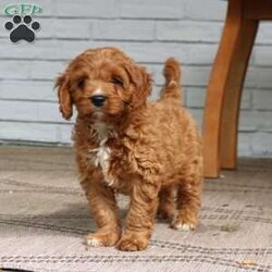 Ace/Cavapoo									Puppy/Male	/10 Weeks,Ace is looking for his forever home. He is an adorable purebred cavapoo with the sweetest friendly, personality. He is played with daily by my children and no one is a stranger to him. Ace does great with going potty outside and loves to please his owner. Ace will stay small and most likely be under 20 pounds, he is only 6 pounds now. He is vet checked, vaccinated, dewormed, and comes with a one year genetic health guarantee. To meet this little cutey and possibly make him a part of your family call or text Casondra, I would love to meet you!