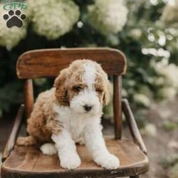 Sadie/Mini Bernedoodle									Puppy/Female	/July 25th, 2026,Meet our cuddly little mini bernedoodles who will steal your heart with their adorable curls and sweetness! 