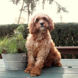 Beauty-F1B/Cavapoo									Puppy/Female	/August 14th, 2026,Beauty is a playful Cavapoo puppy who is so affectionate and sweet! This lovable little one is up to date on shots and de-wormer plus has been seen by a vet. Beauty comes home with a health guarantee provided by the breeder as well. This wiggly pup is family raised and well socialized. Beauty will love being by your side!