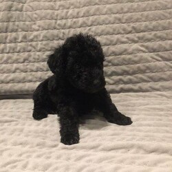 Adopt a dog:lakeypoo//Female/NaN,an outstanding litter of lakeland terrier x toy poodle, these are the four female pups that are avilable from a litter of six, they are six weeks old on the 12/10/26 they will be chipped, wormed and flea treated by the time of collection, viewing these pups is recommended i am available every evening and weekend
