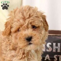 Archer/Maltipoo									Puppy/Male	/9 Weeks,Archer is a loving Maltipoo puppy who will be the most adorable addition to his forever family! This precious boy is so snuggable and sweet! Archer has been seen by vet and is up to date on shots and de-wormer. This cutie also comes home with a 30 day health guarantee plus an extended genetic health guarantee, both provided by the breeder. Archer is well socialized and ready to meet you!