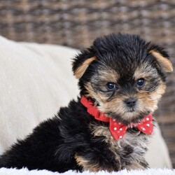 Molly – Teacup/Yorkie									Puppy/Female	/August 15th, 2026,Welcome to Royalty Pets! We’re Omar and Linda Fisher, and together with our two boys, we’re grateful to call the Bird-in-Hand, Pennsylvania area home. Our journey into dog breeding began with Omar’s deep love for Yorkies. There was something about their personality, companionship, and character that captured his heart. Over time, that love expanded to other breeds, and what began as an interest grew into a family breeding program. Each pup in this litter will come with AKC registration paperwork; limited but breeding rights available for an extra cost. 2 year health guarantee, Microchipped, Informational packet & more! Both parents to this litter are genetic health tested & the mother has 7 champion in her 4 generation pedigree!! Mom is 5lb & Dad is 4.5lb. If you’re interested in any of these amazing puppies please reach out to us today to reserve yours!