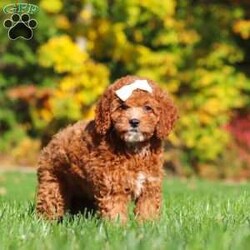 Sage/Cockapoo									Puppy/Female	/11 Weeks,Introducing an adorable F1B Cockapoo named Sage! This sweet girl is the definition of  sweet and lovable—always ready to greet people with tail wags and snuggles. She has a playful side too, especially when there’s a toy involved or a new spot to explore. With her soft, wavy coat and warm eyes, she knows exactly how to melt hearts. Whether it’s joining in on adventures or curling up for a cozy nap, this little one may just be the perfect little sidekick for your family!
