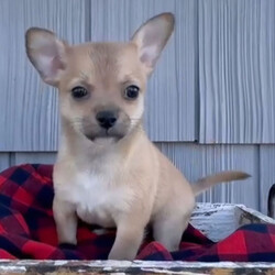 Bear/Chihuahua/Female/