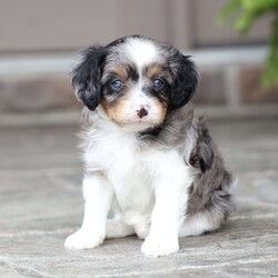 Londyn/Cavapoo									Puppy/Female	/September 7th, 2026,Londyn is a sweetheart raised with the kind of love and care that a puppy needs for a great start in life! She also enjoys a special diet for optimal health. Call, text or email to schedule your meet with this sweet girl! (we also offer facetime meetings)