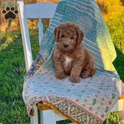 Charlie/Mini Goldendoodle									Puppy/Male	/August 20th, 2026,Charlie is a beautiful f1b goldendoodle who has been family raised, grown up around cats and other dogs. Charlie loves to play with kids and running around outside chasing his tail and our kittens. 