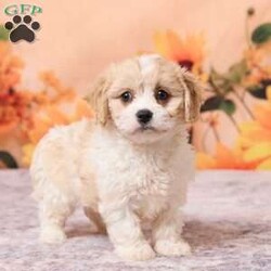 Mia/Cavachon									Puppy/Female	/8 Weeks,Meet Mia, a sweet and cuddly little Cavachon puppy with a playful personality and a heart full of love! This little cutie loves spending time with both adults and children and will be sure to fill your home and heart with lots of love.