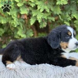 Zoey/Bernese Mountain Dog									Puppy/Female	/7 Weeks,Meet Zoey, She’s such a fluffy,sweet cuddle bug:) Has an amazing temperament!  loves to play with the kids so is very playful and kid friendly,but then also has a chill/cuddly side making her. The best of both worlds;) She really will make a great addition to any family…